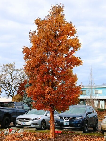 COPPER ROCKET PAPERBARK MAPLE 30MM