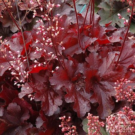 CORAL BELLS FOREVER RED 1G