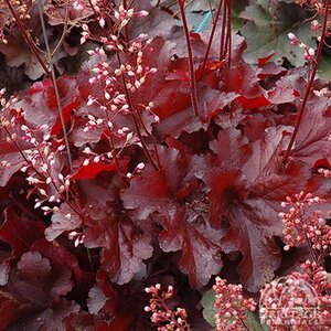 CORAL BELLS FOREVER RED 1G