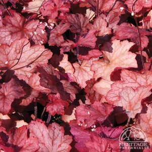 CORAL BELLS GEORGIA PEACH 1G