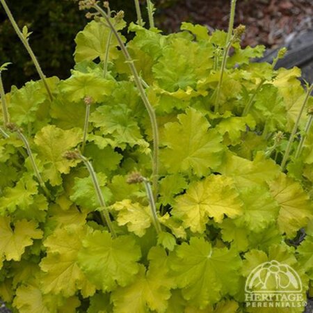 CORAL BELLS LEMON LOVE 1G