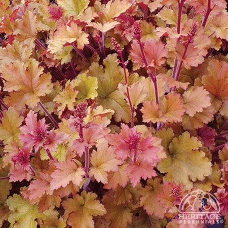 CORAL BELLS MARMALADE 1G