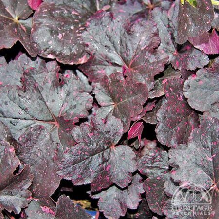 CORAL BELLS MIDNIGHT ROSE 1G