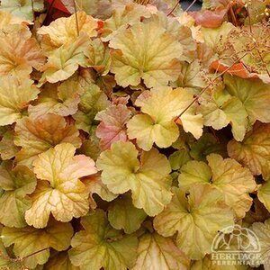 CORAL BELLS NORTHERN EXPOSURE AMBER