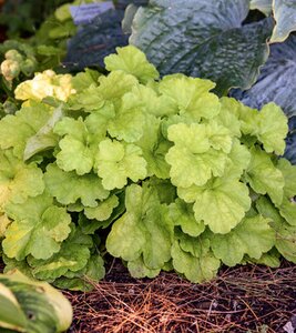 CORAL BELLS PISTACHIO AMBROSIA PW 8INCH