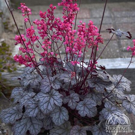 CORAL BELLS TIMELESS TREASURE 1G