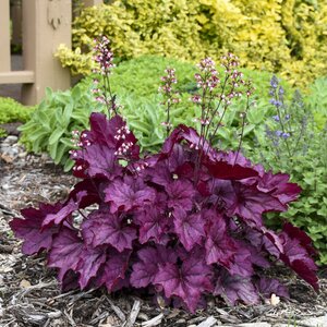 CORAL BELLS WILD ROSE 1G