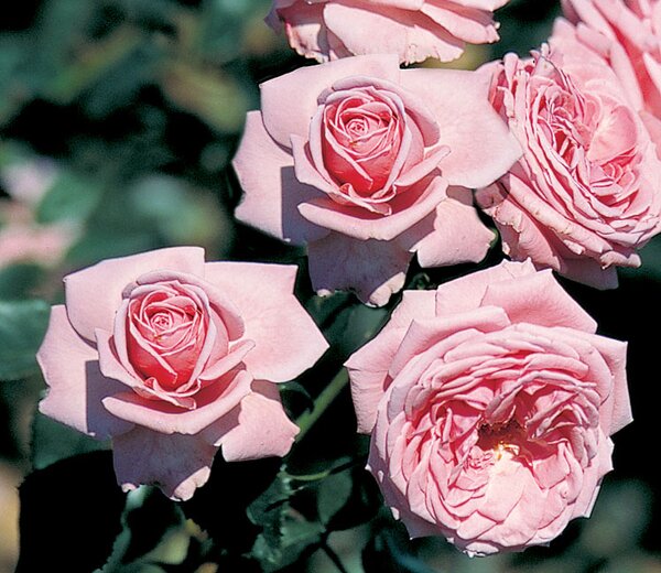 CORAL DAWN 2G-Rosy Pink-Climbing