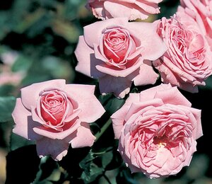 CORAL DAWN 2G-Rosy Pink-Climbing