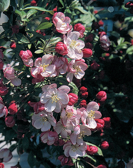 CORALBURST CRABAPPLE STD 120CM