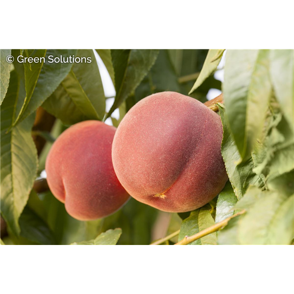 CORALSTAR PEACH 150 CM SEMI-DWARF