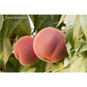 CORALSTAR PEACH 150 CM SEMI-DWARF