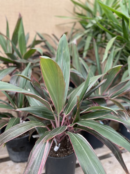 Cordyline Asst 10"