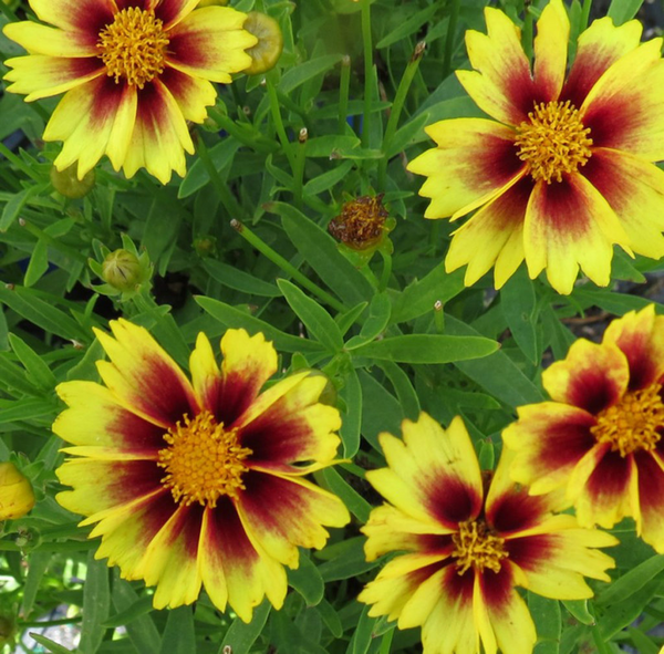 COREOPSIS ENCHANTED EVE 1G