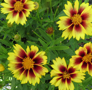 COREOPSIS ENCHANTED EVE 1G
