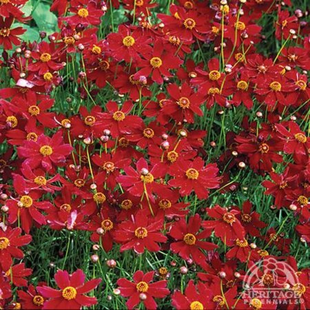 COREOPSIS LADYBIRD 1G