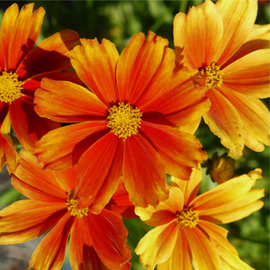 COREOPSIS LIL BANG DARLING CLEMENTINE 1G