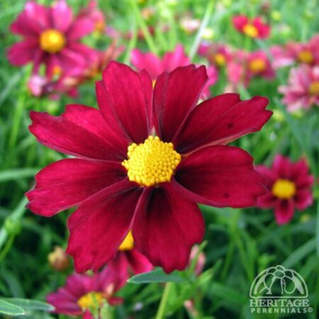 COREOPSIS MERCURY RISING 1G