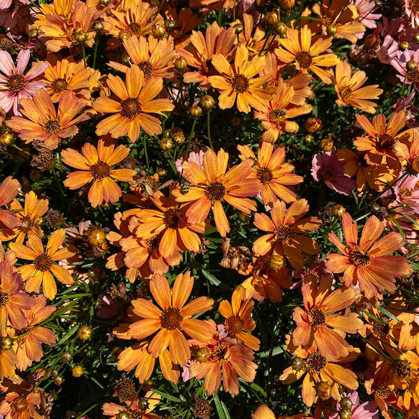 COREOPSIS NOVA AMBER 1G