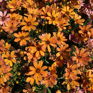 COREOPSIS NOVA AMBER 1G