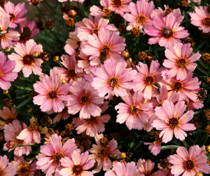 COREOPSIS NOVA SUNSTONE THREADLEAF 1G (TICKSEED)