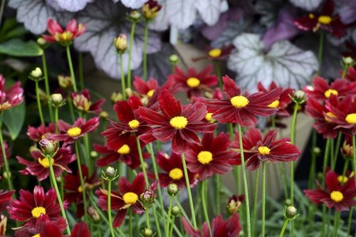 COREOPSIS RED ELF 1G