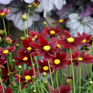 COREOPSIS RED ELF 4INCH