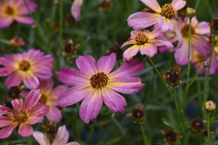 COREOPSIS SHADES OF ROSE 1G