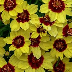 COREOPSIS SIZZLE & SPICE CURRY UP 4IN