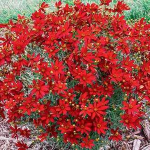 COREOPSIS THREADLEAF CRAZY CAYENNE 4IN