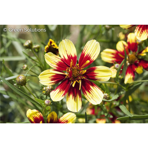 COREOPSIS THREADLEAF CREAMY CALICO 1G PW