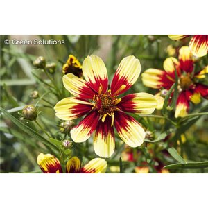COREOPSIS THREADLEAF CREAMY CALICO 1G PW