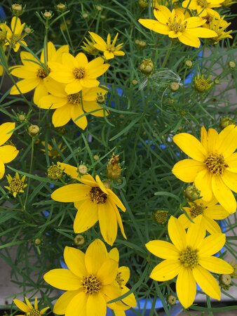 COREOPSIS THREADLEAF ZAGREB 1G