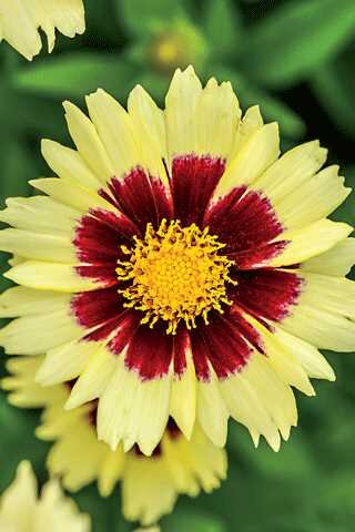 COREOPSIS UPTICK CREAM 1G