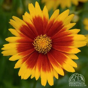 COREOPSIS UPTICK GOLD AND BRONZE TICKSEED 1G