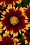COREOPSIS UPTICK RED 1G