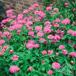 CORNFLOWER (CENTAUREA DEALBATA) 1G