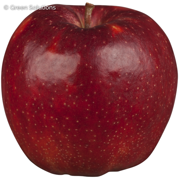 CORTLAND APPLE SEMI-DWARF