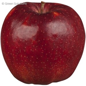 CORTLAND APPLE SEMI-DWARF