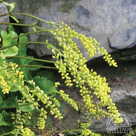 COTYLEDON - LAMB'S TAIL 1G