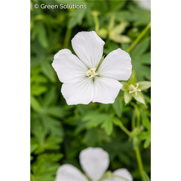 CRANESBILL GERANIUM ALBUM 1G
