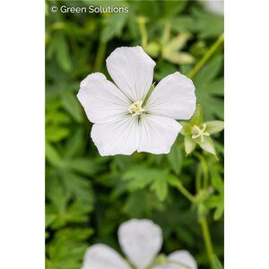CRANESBILL GERANIUM ALBUM 1G