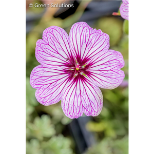 CRANESBILL (GERANIUM) BALLERINA 1G