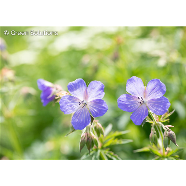 CRANESBILL ( GERANIUM) CRANE DANCE 1G
