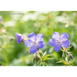 CRANESBILL ( GERANIUM) CRANE DANCE 1G