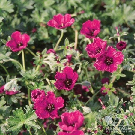 CRANESBILL (GERANIUM) JOLLY JEWEL RED 1G