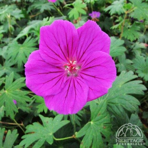 CRANESBILL GERANIUM TINY MONSTER 1G