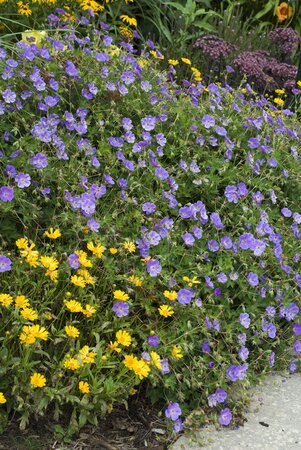 CRANESBILL ROZANNE 1G