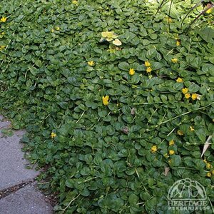 CREEPING JENNY 3INCH