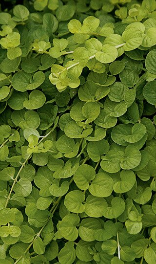 CREEPING JENNY AUREA 4IN